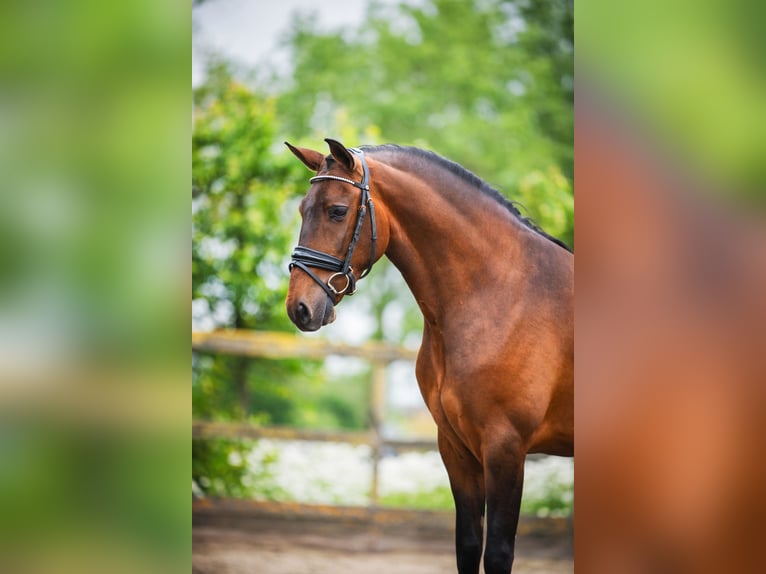 Andalusian Gelding 4 years 15,1 hh Brown in Sm