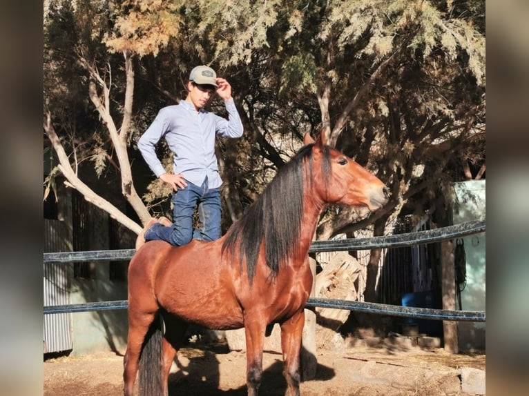 Andalusian Gelding 4 years 15,1 hh Brown in Adra Almeria