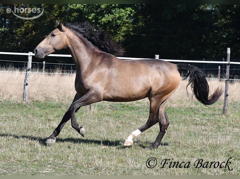 Andalusian Gelding 4 years 15.1 hh Buckskin in Wiebelsheim