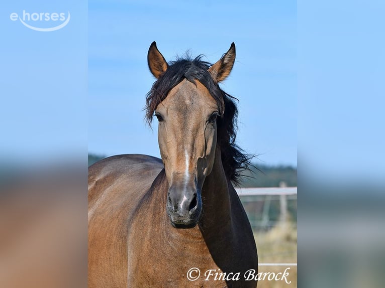 Andalusian Gelding 4 years 15.1 hh Buckskin in Wiebelsheim