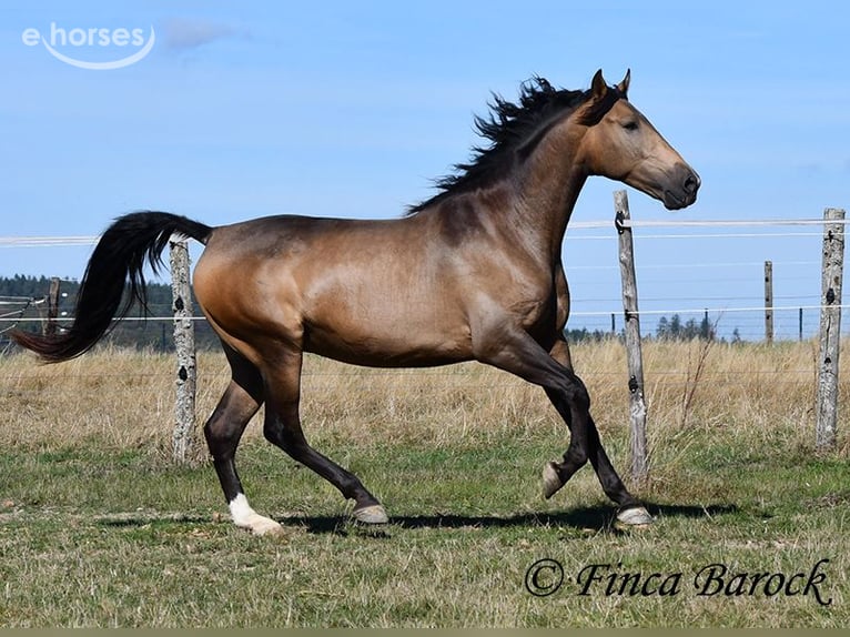 Andalusian Gelding 4 years 15.1 hh Buckskin in Wiebelsheim