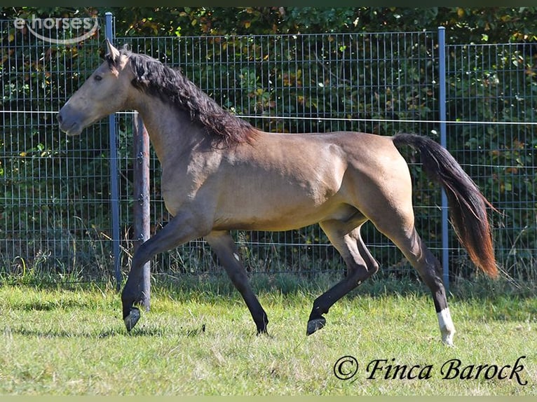 Andalusian Gelding 4 years 15.1 hh Buckskin in Wiebelsheim