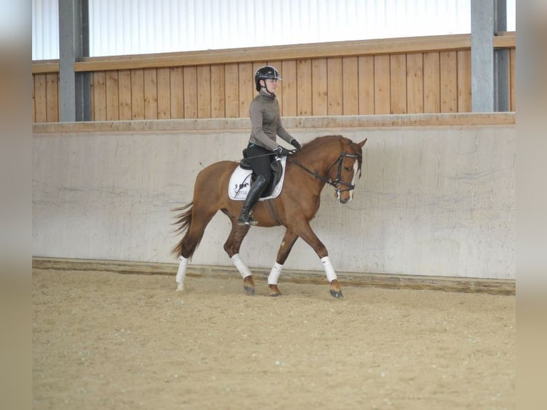 Andalusian Gelding 4 years 15,1 hh Chestnut-Red in Wellheim