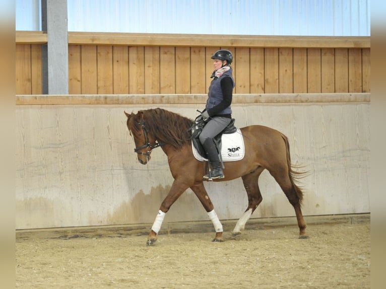 Andalusian Gelding 4 years 15,1 hh Chestnut-Red in Wellheim