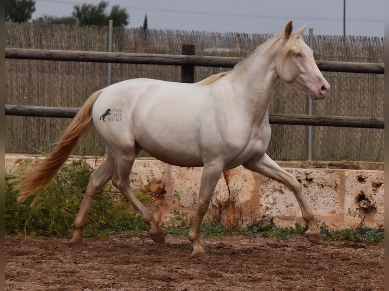 Andalusian Gelding 4 years 15,1 hh Cremello in Mallorca