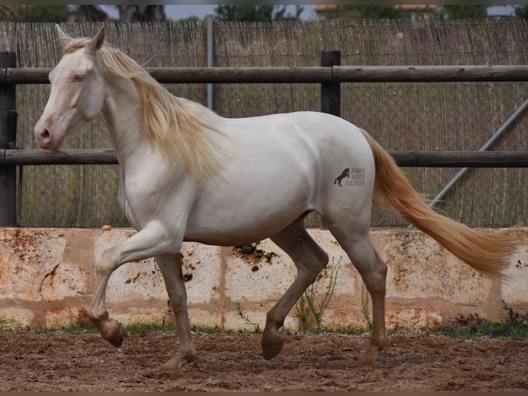 Andalusian Gelding 4 years 15,1 hh Cremello in Mallorca