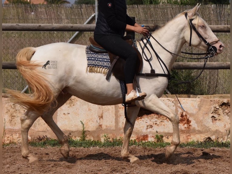 Andalusian Gelding 4 years 15,1 hh Cremello in Mallorca