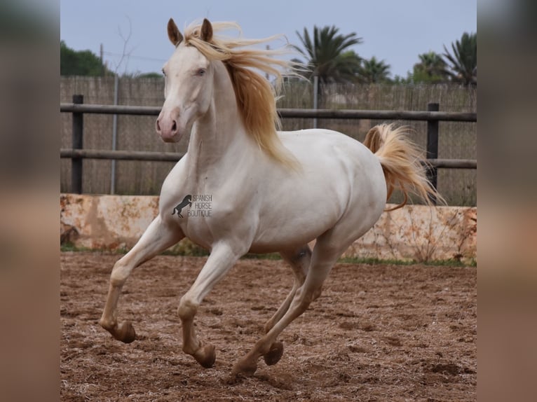 Andalusian Gelding 4 years 15,1 hh Cremello in Mallorca