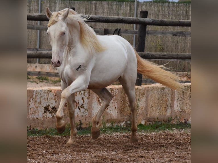 Andalusian Gelding 4 years 15,1 hh Cremello in Mallorca