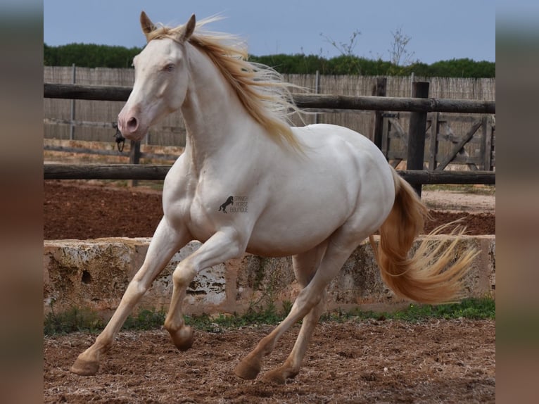 Andalusian Gelding 4 years 15,1 hh Cremello in Mallorca