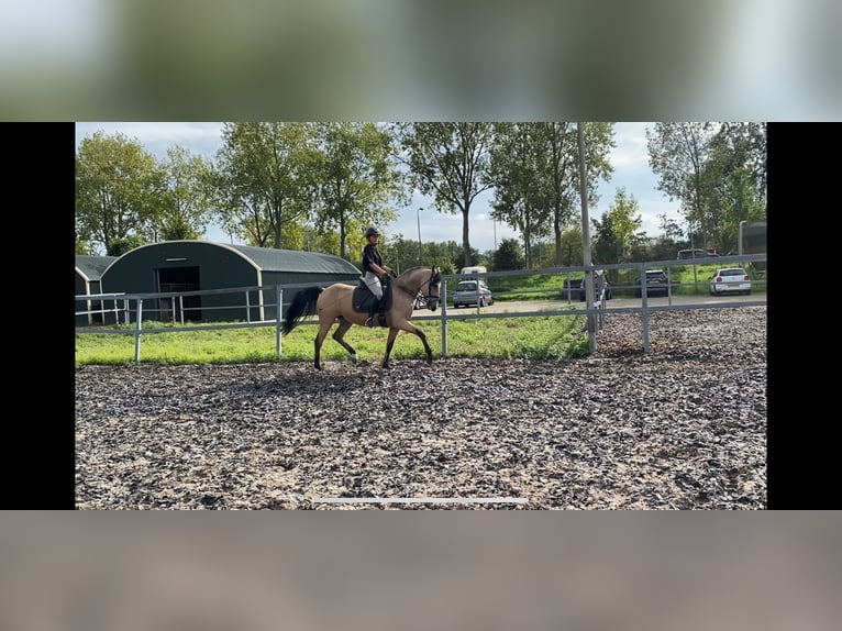 Andalusian Mix Gelding 4 years 15,1 hh Dun in Den Haag