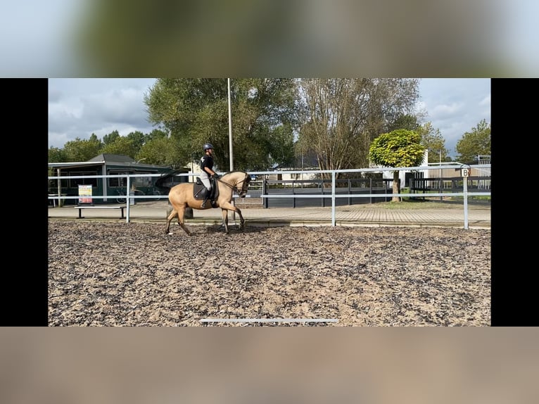 Andalusian Mix Gelding 4 years 15,1 hh Dun in Den Haag