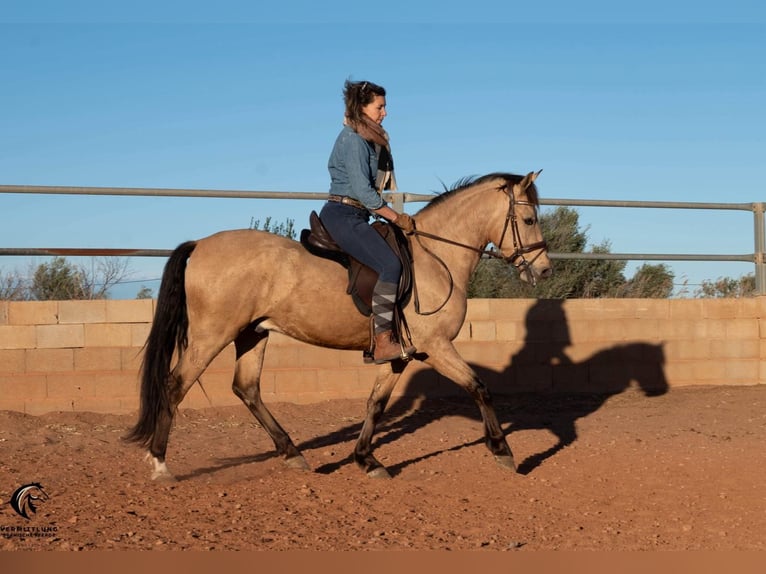 Andalusian Gelding 4 years 15,1 hh Dun in Valencia