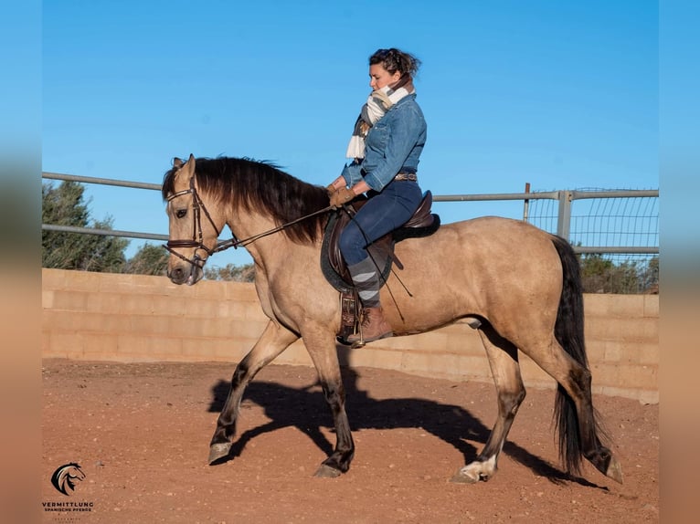 Andalusian Gelding 4 years 15,1 hh Dun in Valencia