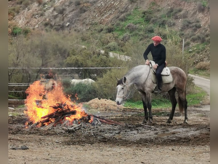 Andalusian Gelding 4 years 15.1 hh Grey in Adra Almería