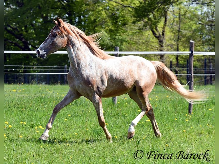 Andalusian Gelding 4 years 15.1 hh Leopard-Piebald in Wiebelsheim