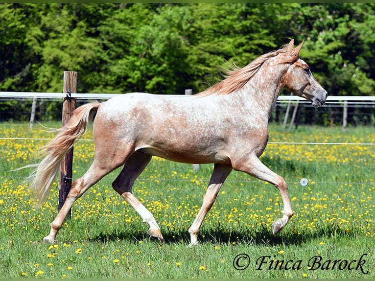Andalusian Gelding 4 years 15.1 hh Leopard-Piebald in Wiebelsheim