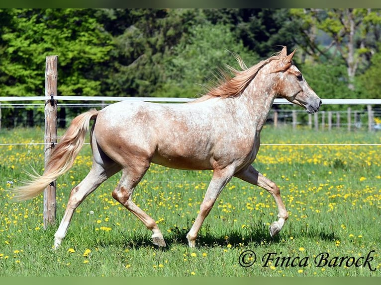 Andalusian Gelding 4 years 15.1 hh Leopard-Piebald in Wiebelsheim