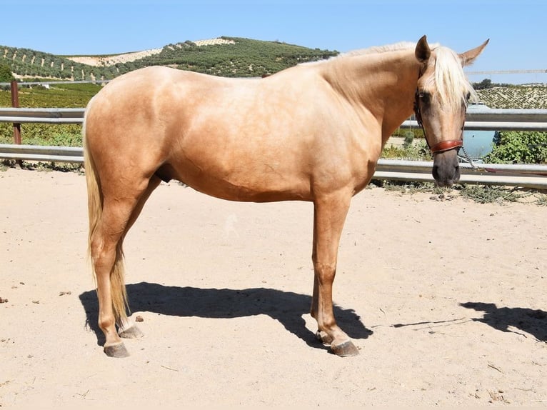 Andalusian Gelding 4 years 15,1 hh Palomino in Provinz Cordoba