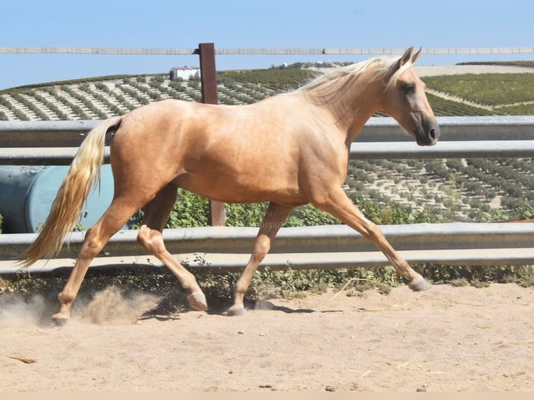 Andalusian Gelding 4 years 15,1 hh Palomino in Provinz Cordoba