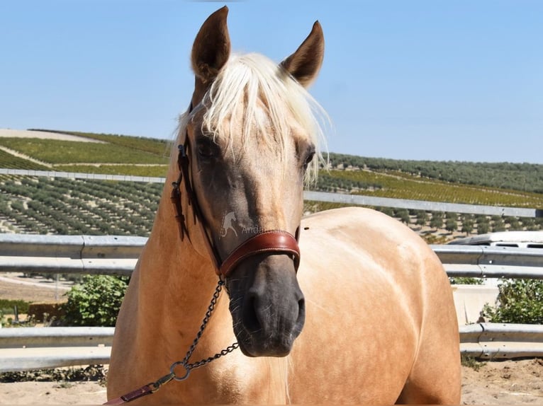 Andalusian Gelding 4 years 15,1 hh Palomino in Provinz Cordoba