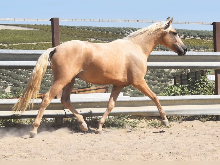 Andalusian Gelding 4 years 15,1 hh Palomino in Provinz Cordoba