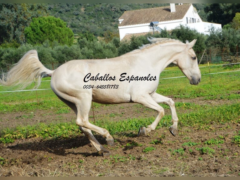 Andalusian Gelding 4 years 15,1 hh Palomino in Vejer de la Frontera