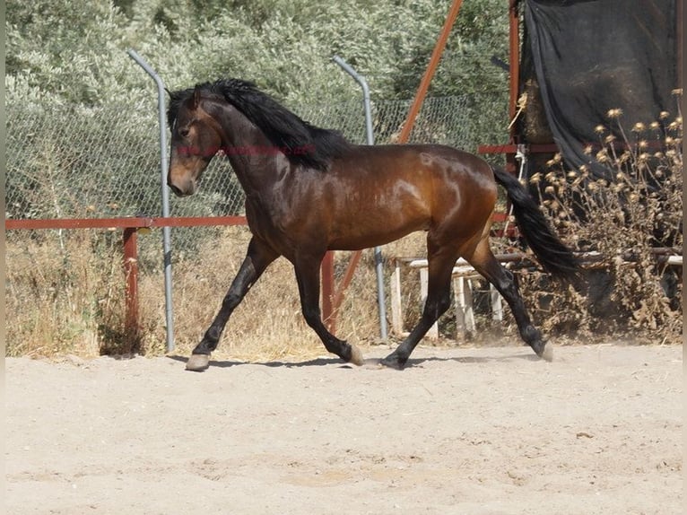 Andalusian Gelding 4 years 15.2 hh Brown in Pruna