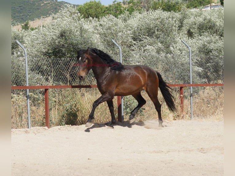Andalusian Gelding 4 years 15.2 hh Brown in Pruna
