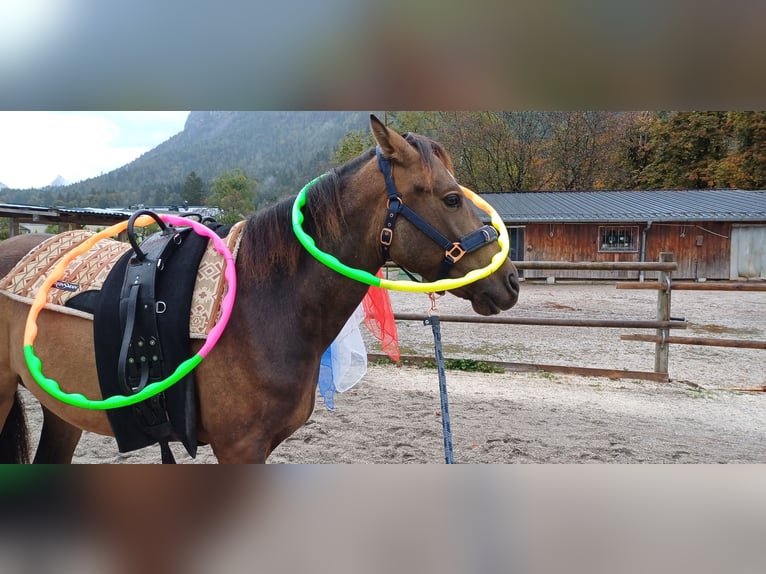 Andalusian Mix Gelding 4 years 15,2 hh Buckskin in Unken