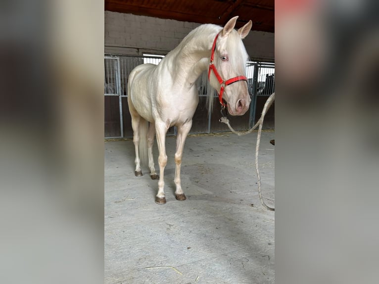 Andalusian Gelding 4 years 15,2 hh Cremello in Martfeld