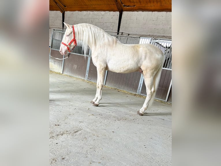 Andalusian Gelding 4 years 15,2 hh Cremello in Martfeld