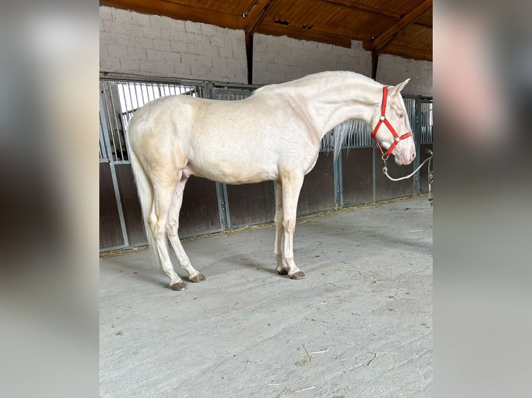 Andalusian Gelding 4 years 15,2 hh Cremello in Martfeld