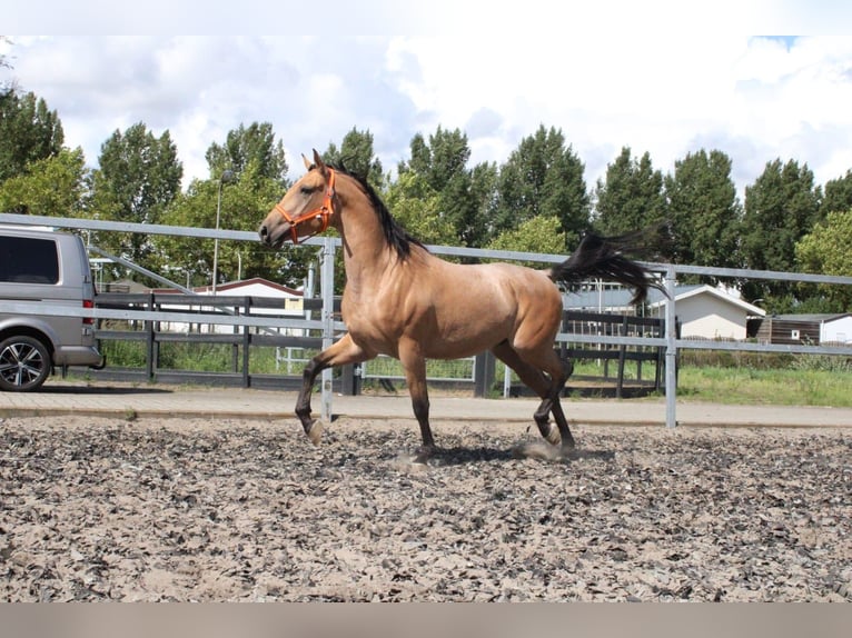 Andalusian Mix Gelding 4 years 15,2 hh Dun in Den Haag