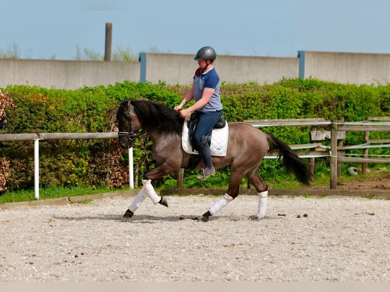 Andalusian Gelding 4 years 15,2 hh Dun in Neustadt (Wied)