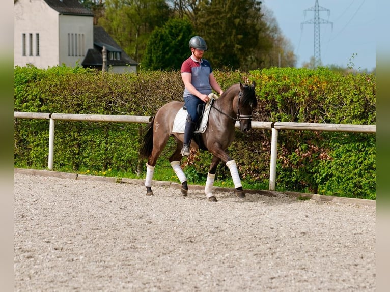 Andalusian Gelding 4 years 15,2 hh Dun in Neustadt (Wied)