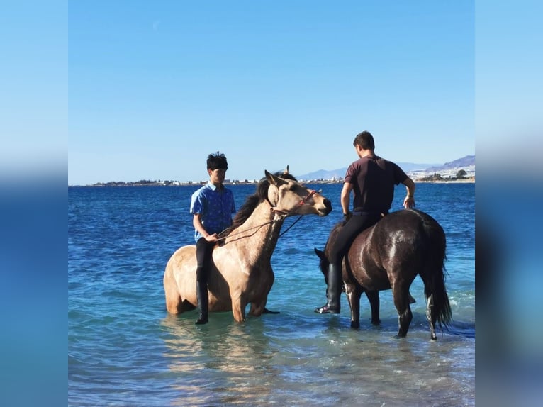 Andalusian Gelding 4 years 15,2 hh Dun in Adra Almeria