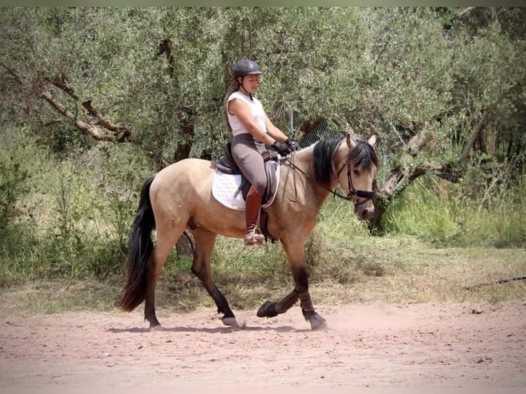 Andalusian Gelding 4 years 15.2 hh Dun in Valencia