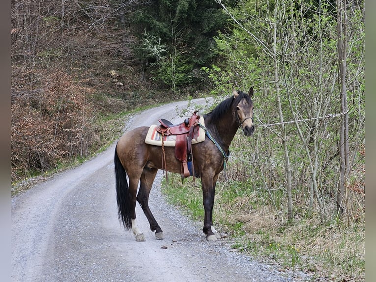 Andalusian Gelding 4 years 15.2 hh Dun in Schwaigen