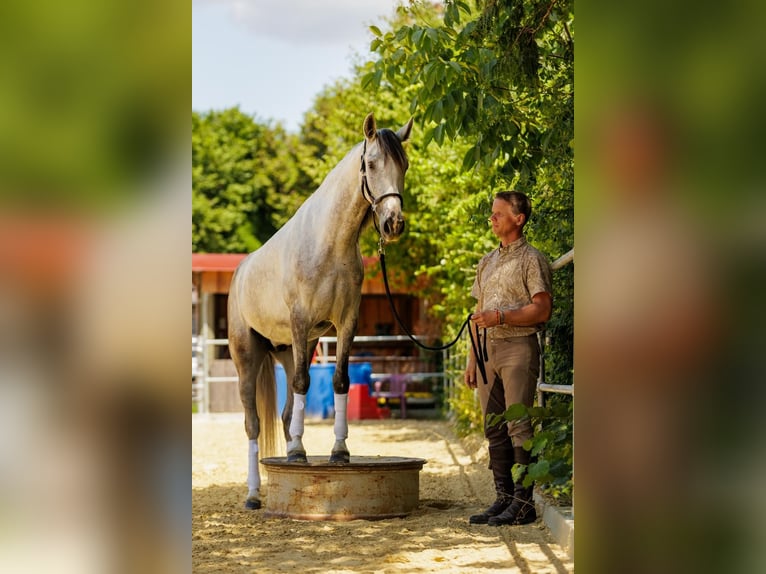 Andalusian Gelding 4 years 15.2 hh Grey-Dapple in Wülfrath