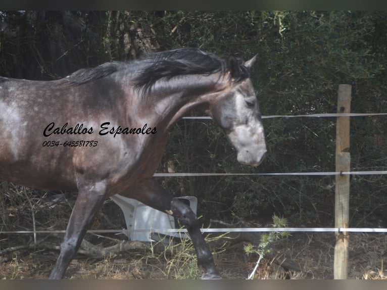 Andalusian Gelding 4 years 15.2 hh Grey-Dark-Tan in Vejer de la Frontera