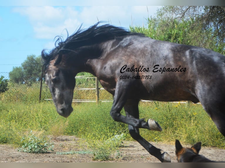 Andalusian Gelding 4 years 15.2 hh Grey-Dark-Tan in Vejer de la Frontera