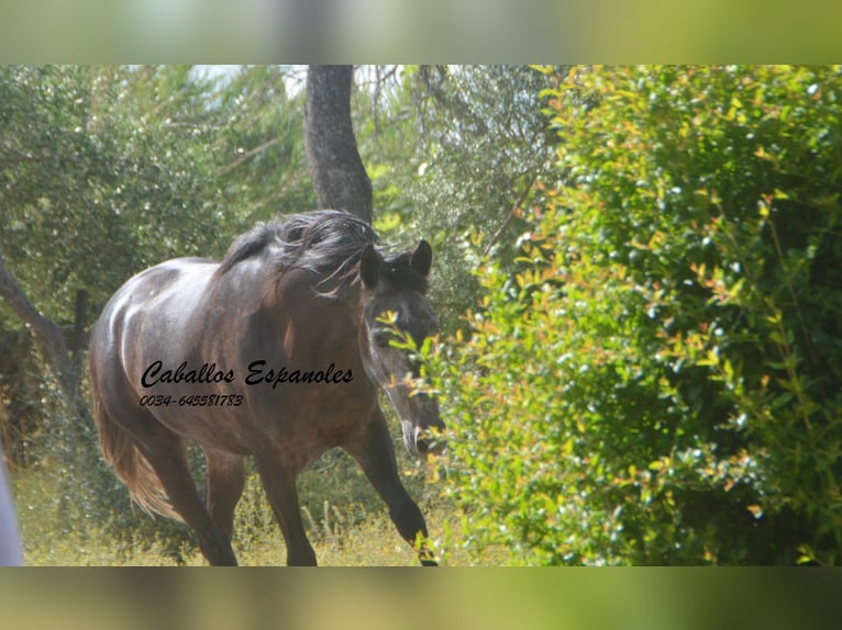 Andalusian Gelding 4 years 15.2 hh Grey-Dark-Tan in Vejer de la Frontera