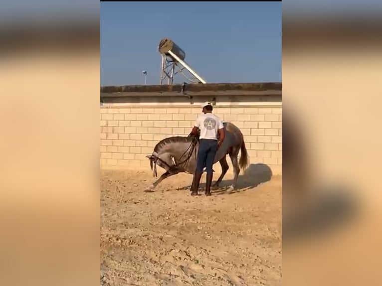 Andalusian Gelding 4 years 15.2 hh Grey in Jerez
