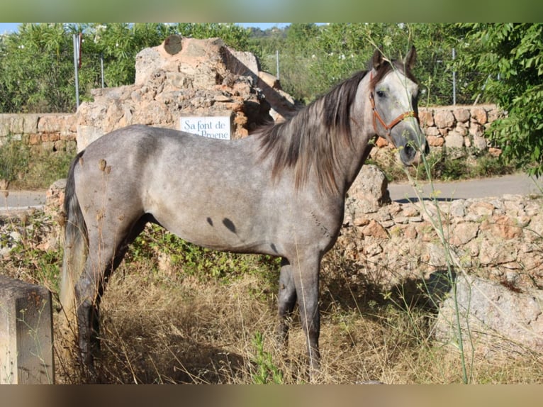 Andalusian Gelding 4 years 15.2 hh Grey in Felanitx