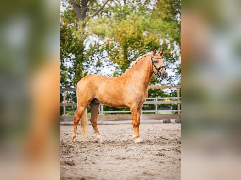 Andalusian Gelding 4 years 15.2 hh Palomino in Poeldijk