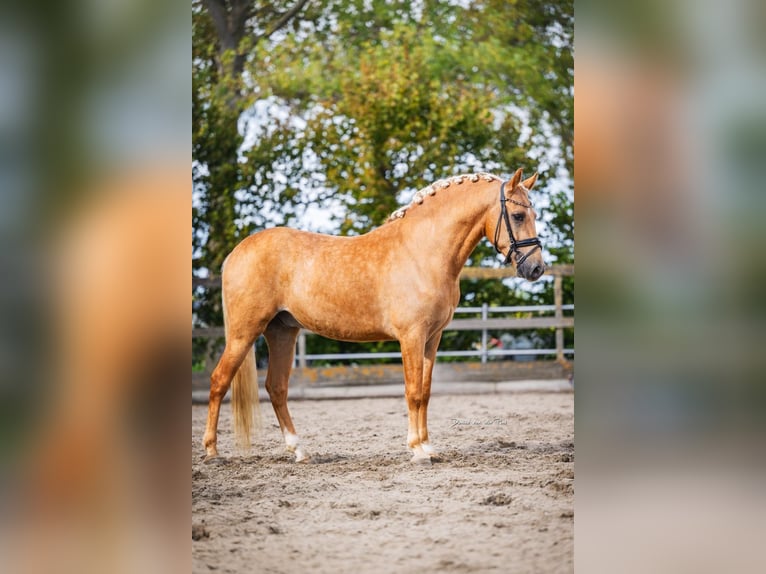 Andalusian Gelding 4 years 15.2 hh Palomino in Poeldijk