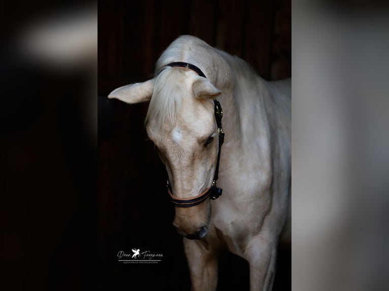 Andalusian Gelding 4 years 15,2 hh Palomino in Bad Laer