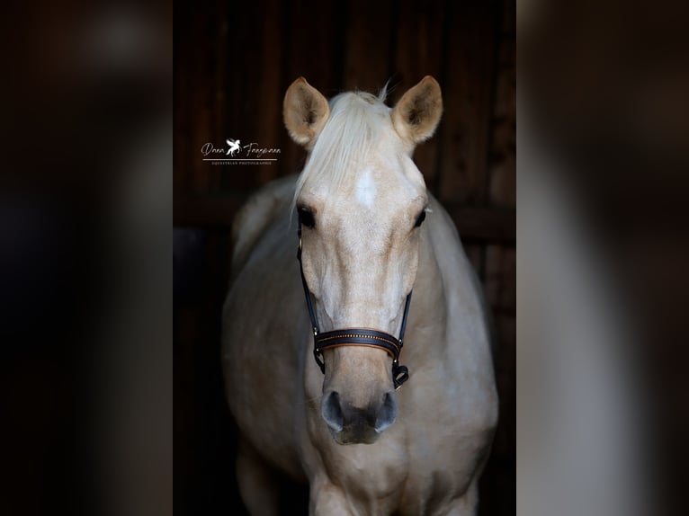 Andalusian Gelding 4 years 15,2 hh Palomino in Bad Laer