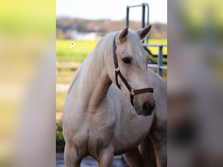 Andalusian Gelding 4 years 15,2 hh Palomino in Bad Laer